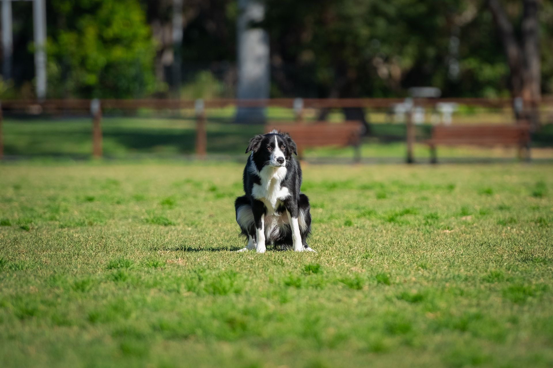 Dog pooping on grass in open field Edina MN Dog pooping on grass in open field Edina MN