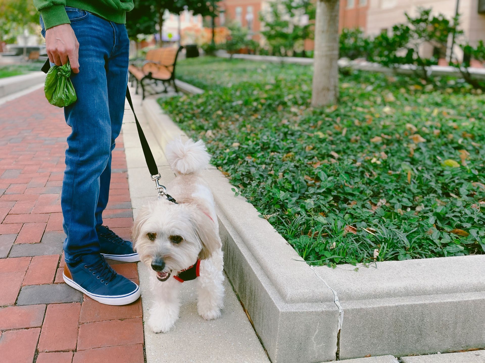 Person walking small white dog on leash in park with brick path and greenery.