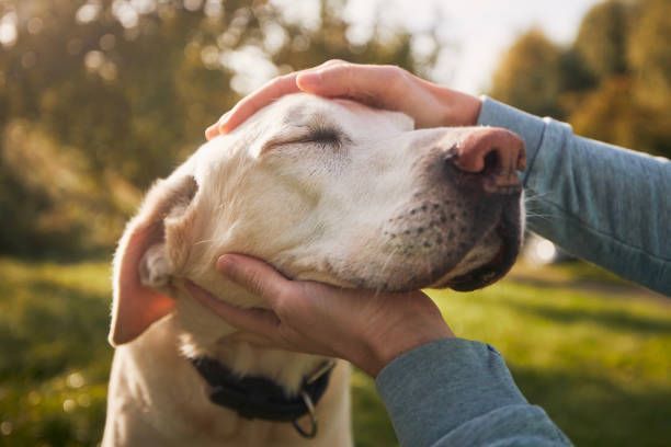 A Labrador Retriever is enjoying a sunny autumn day with his owner, stroking his head.