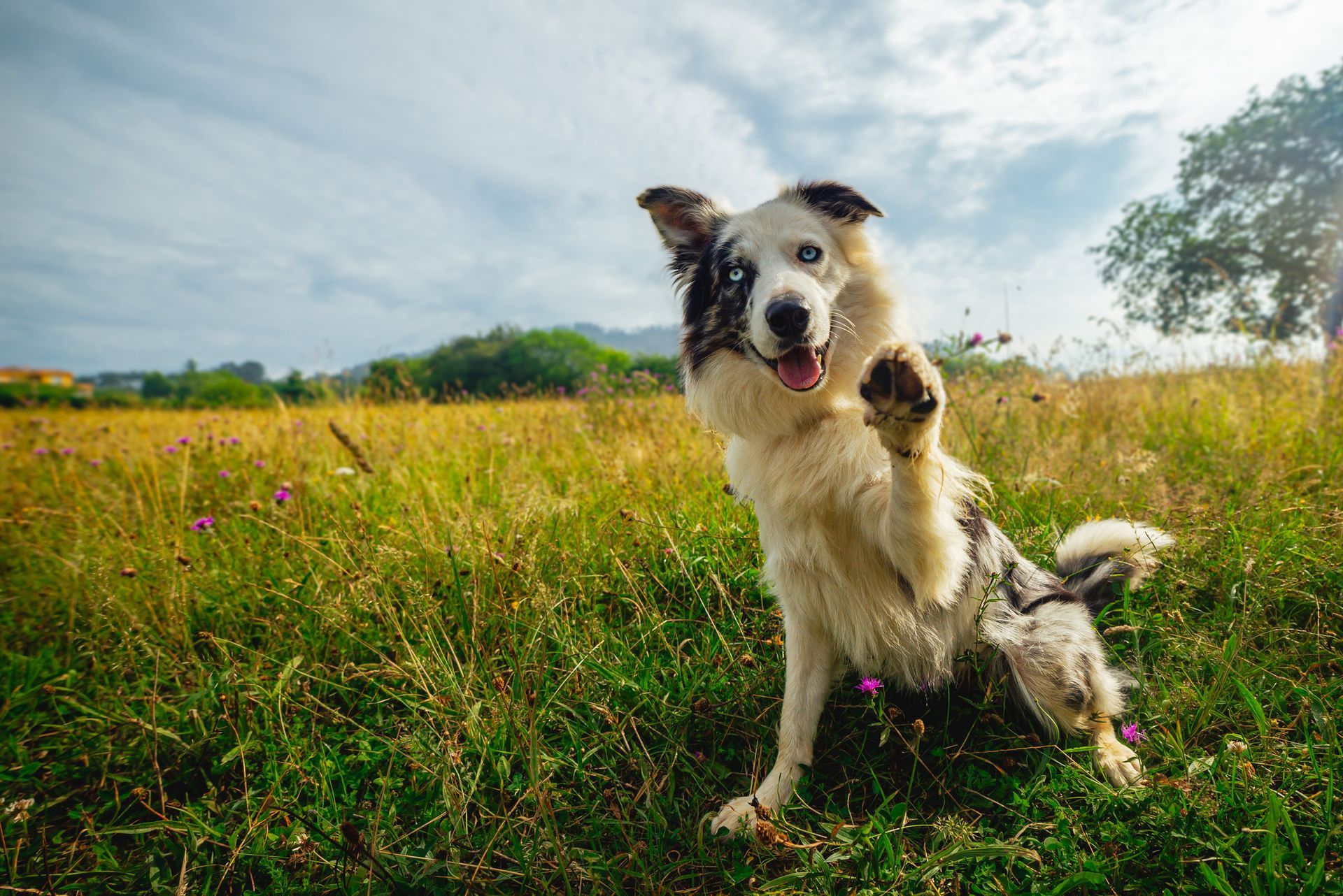 Border Collie dog giving a paw in a sunny field.