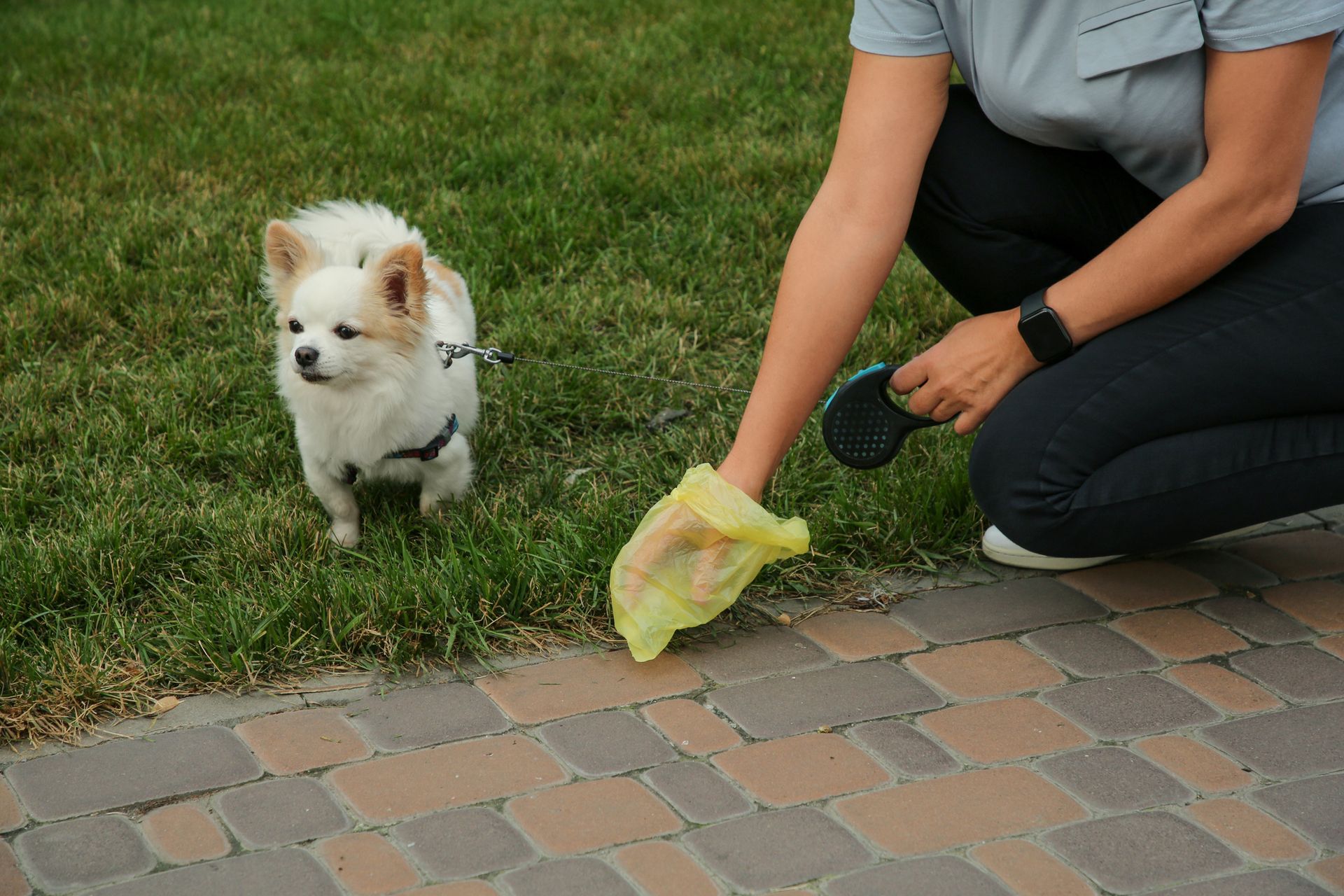 Woman picking up her dog's poop with a waste bag in a park.