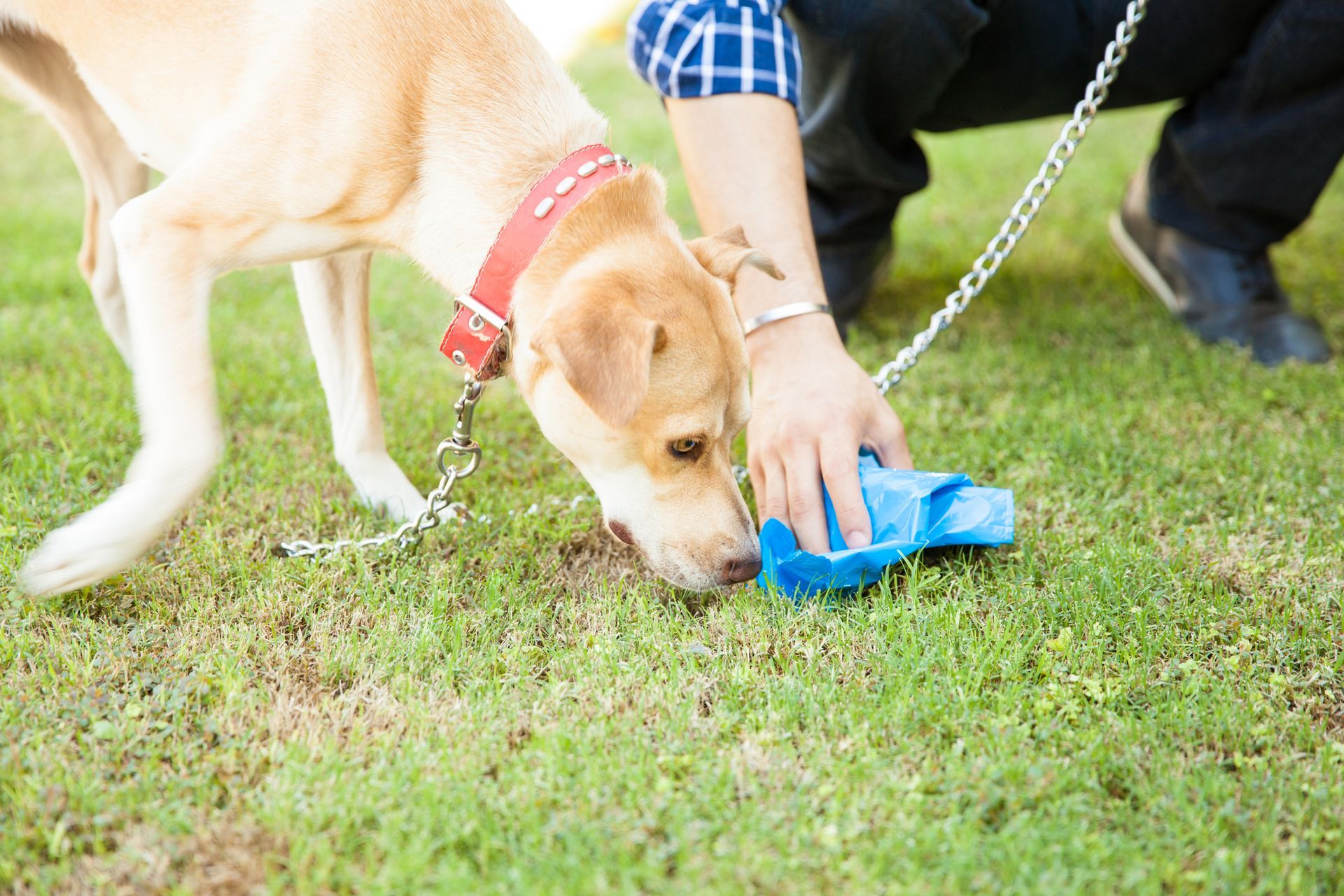 Close-up of a man’s hands as he picks up dog poop with a blue bag, a dog sniffing next to it.