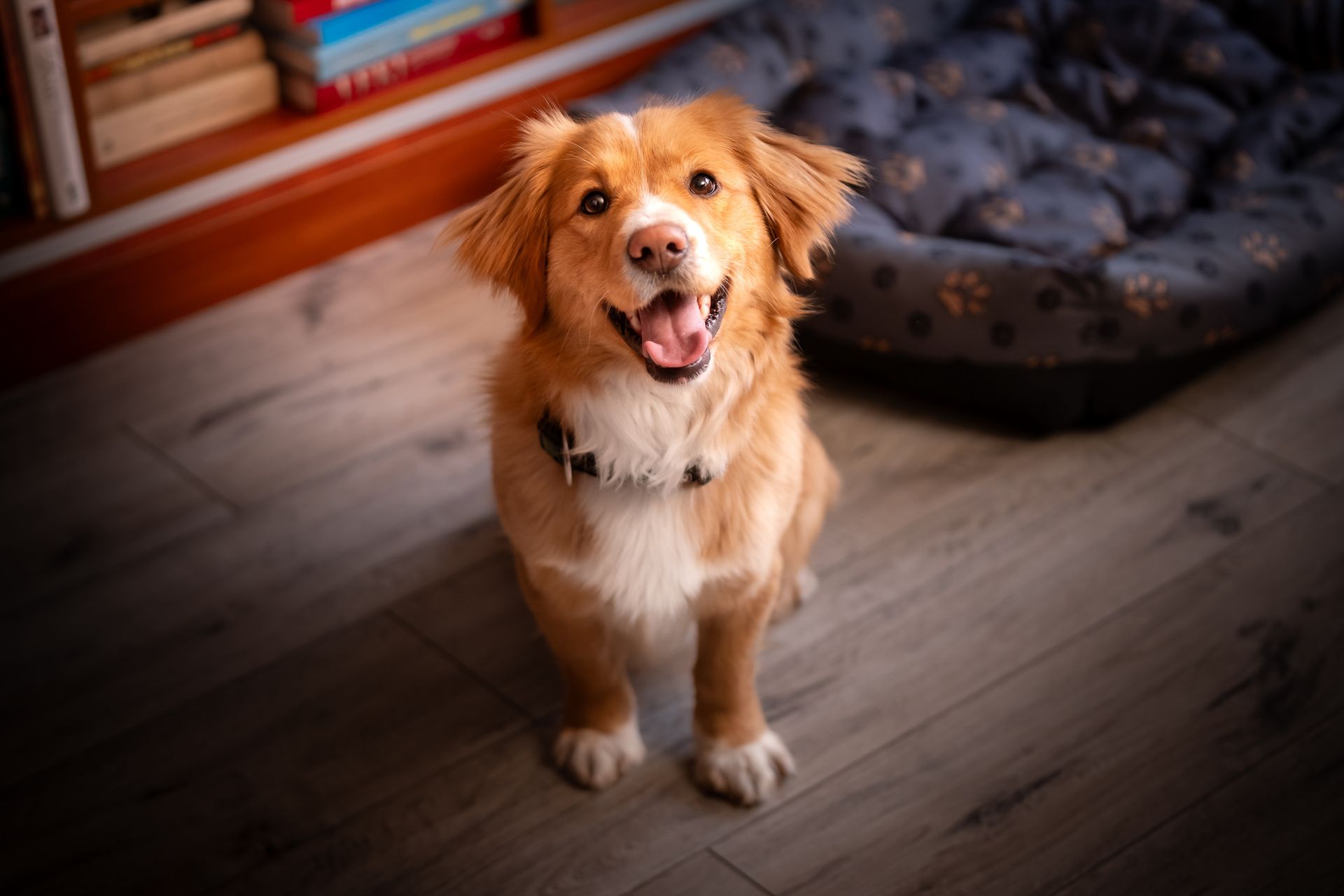 A cheerful, red dog sits next to his lair on the floor and looks into the lens