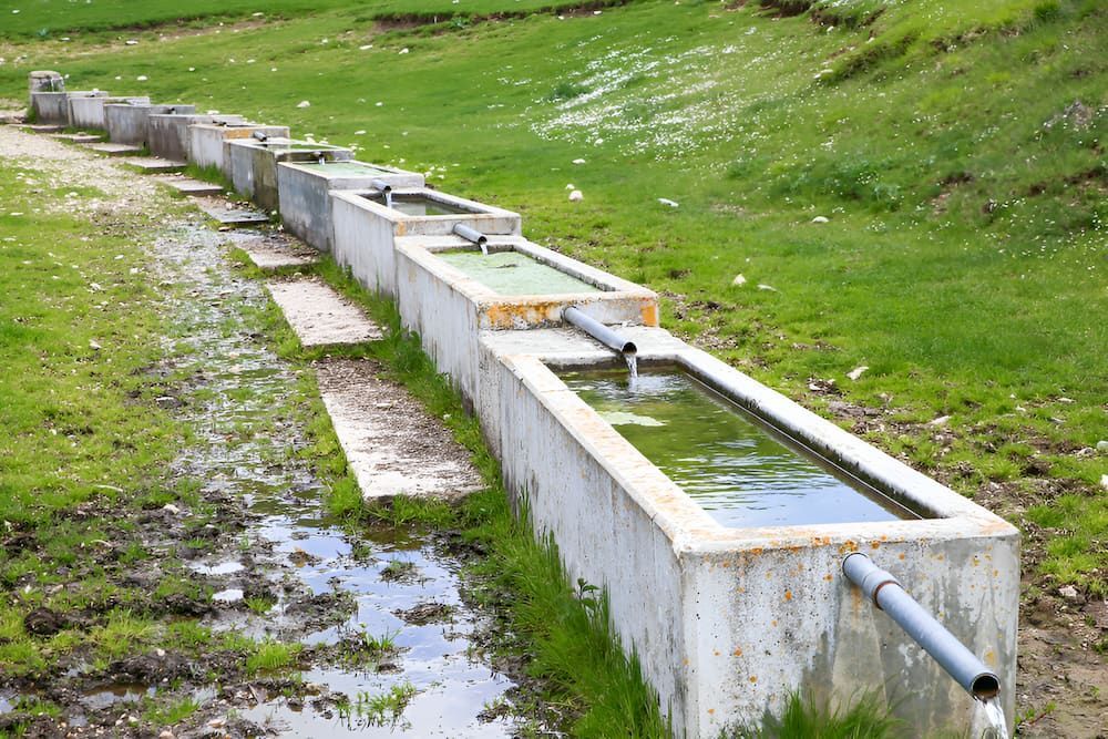 A Row Of Water Solutions For Livestocks — Jobec Pumps & Irrigation In Murwillumbah, NSW
