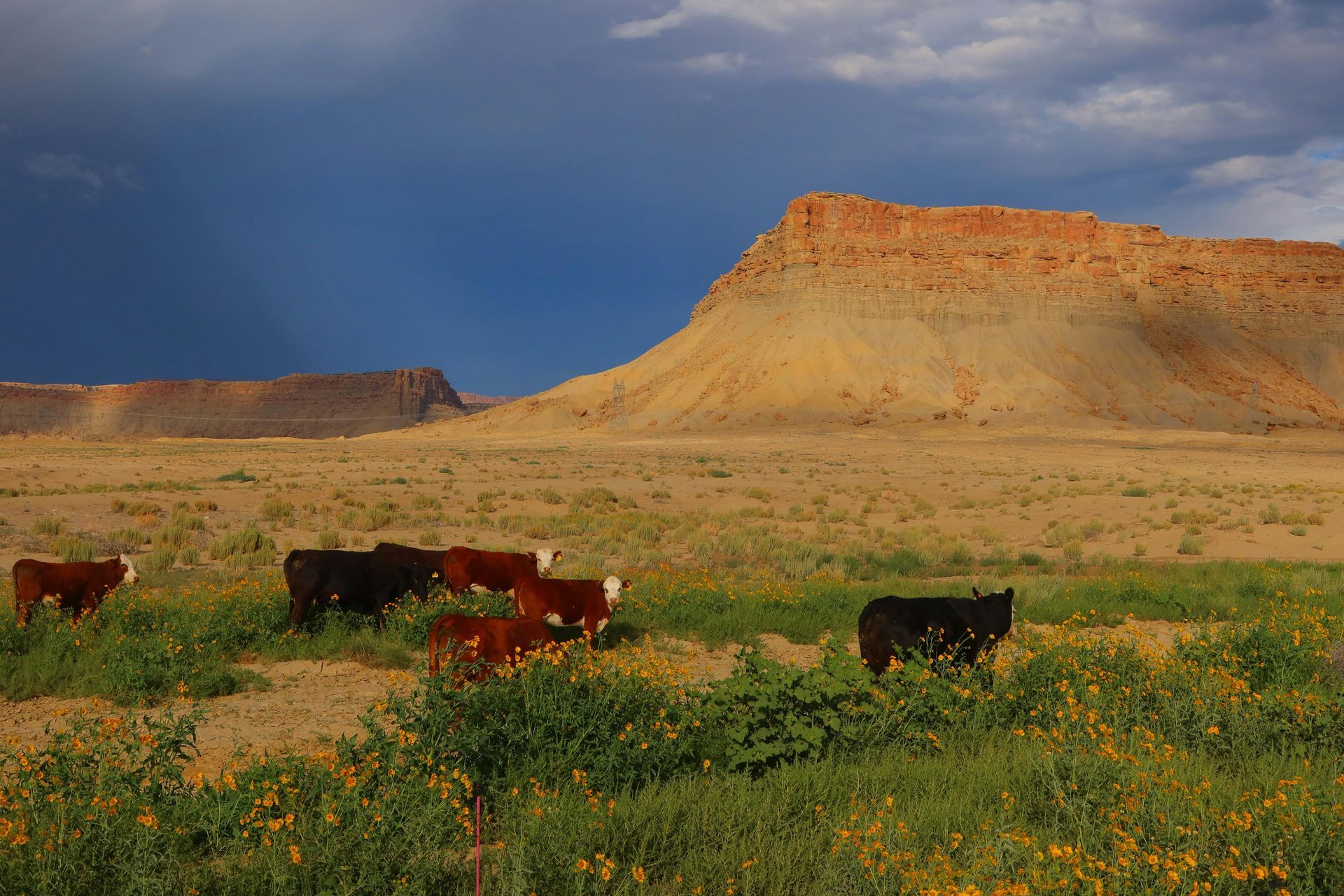 A herd of cows grazing in a field with a mountain in the background