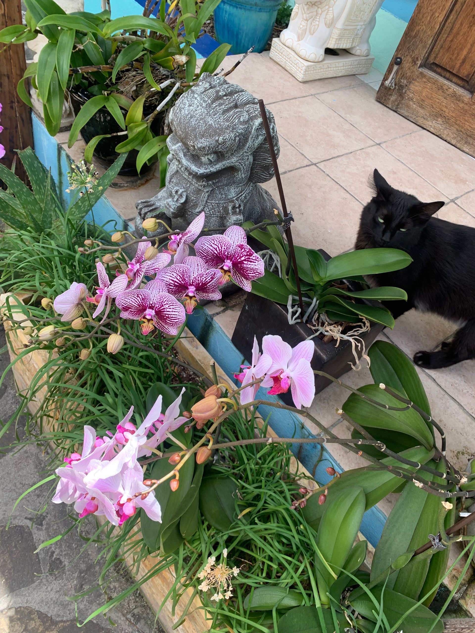 Black cat near blooming pink and purple orchids. Stone statue on a patio.