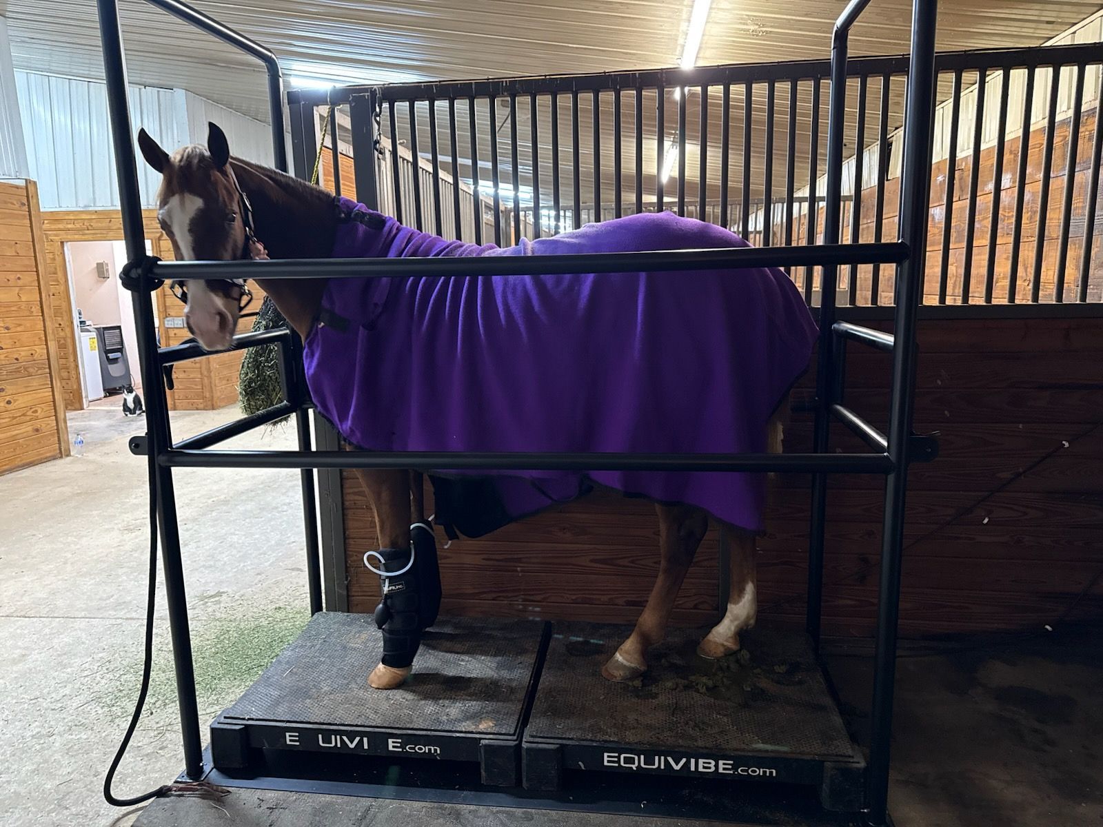 A horse wearing a purple blanket is standing on a treadmill in a stable.