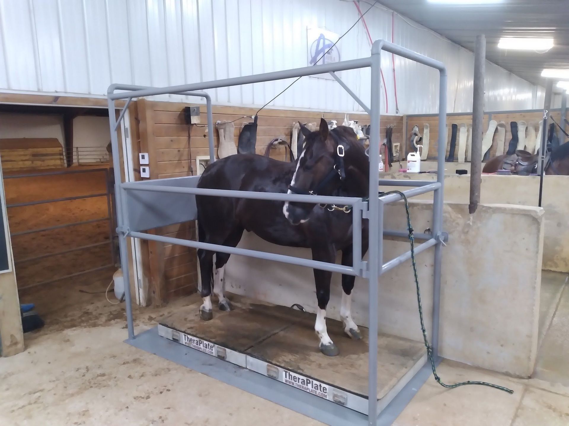 A black horse is standing on a treadmill in a stable.