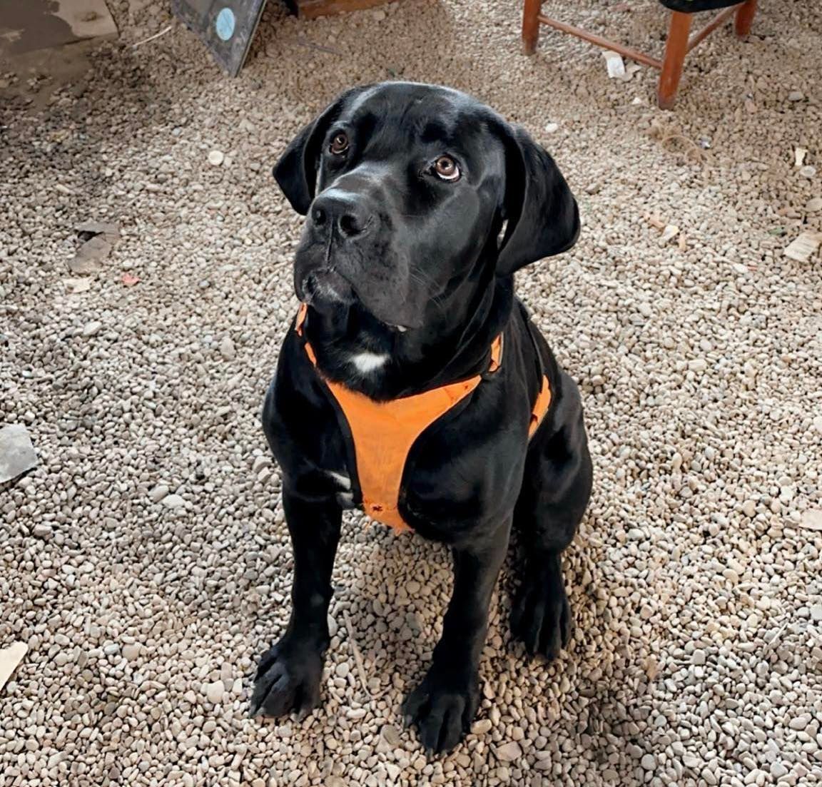 A black dog wearing an orange harness is sitting on a gravel floor.