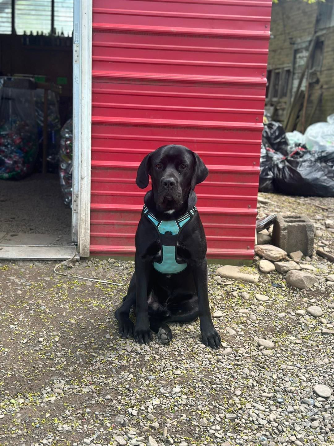 A black dog is sitting in front of a red building.