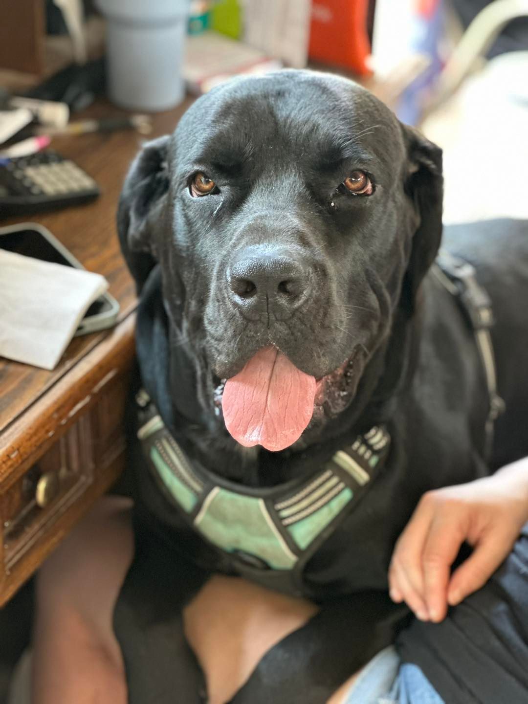 A black dog wearing a harness is laying on a person 's lap.