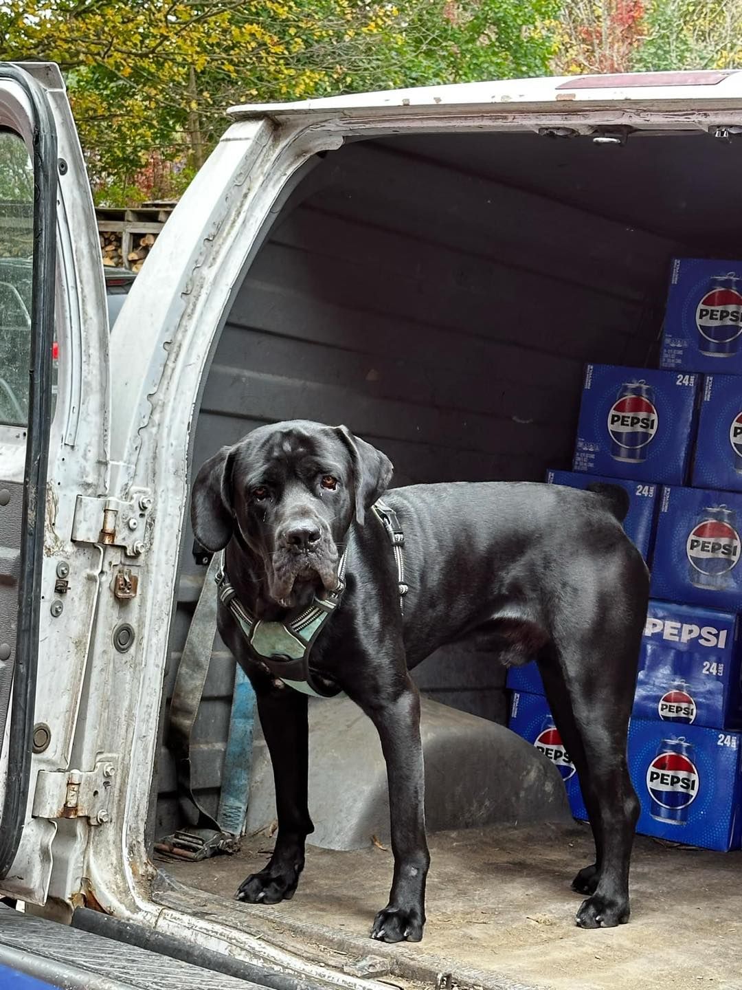 A black dog is standing in the back of a pepsi van