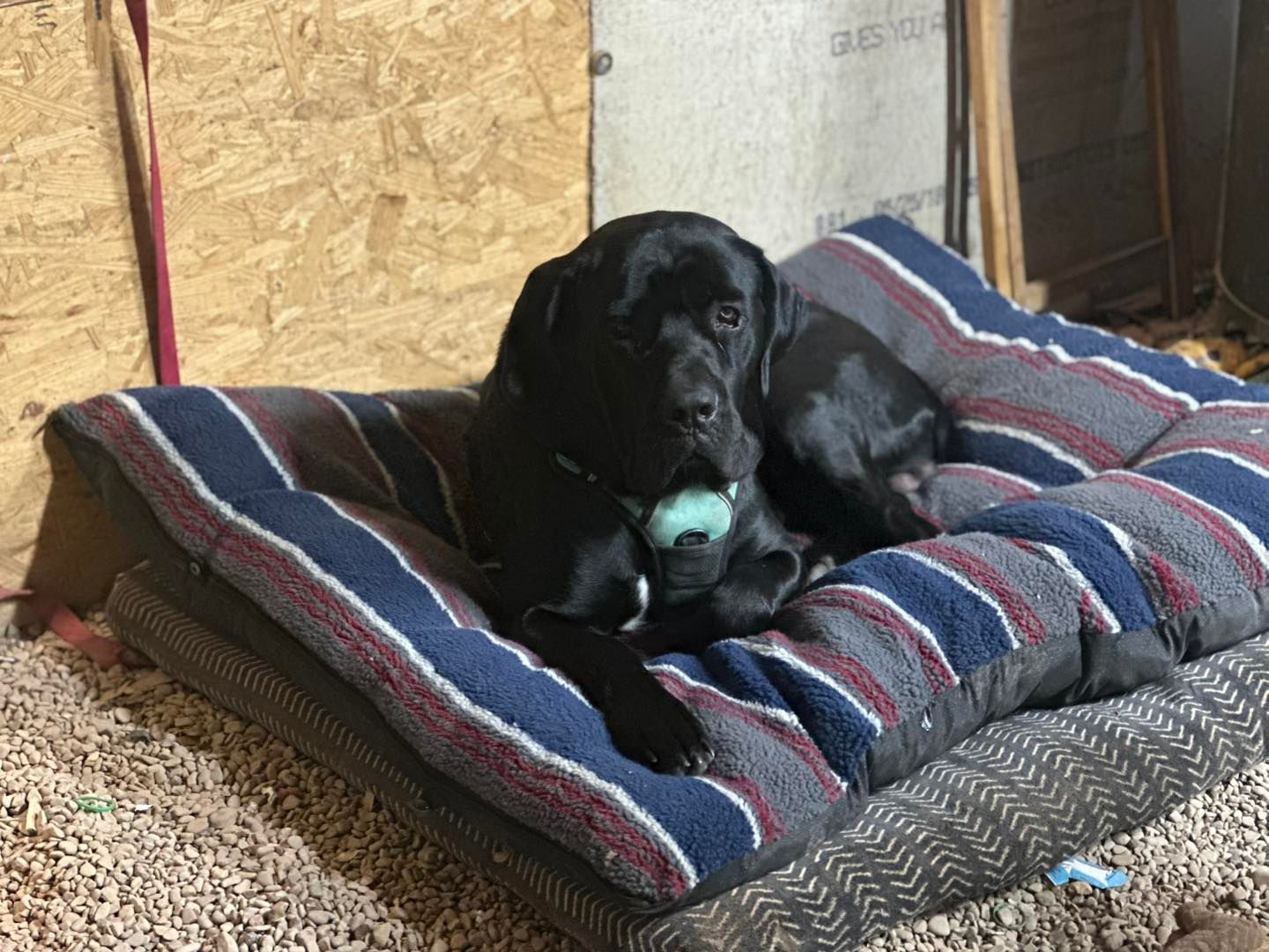 A black dog is laying on a striped dog bed.