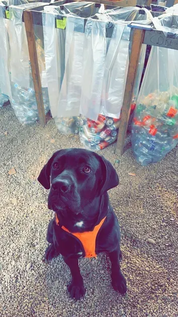A black dog wearing an orange harness is sitting in front of trash cans.
