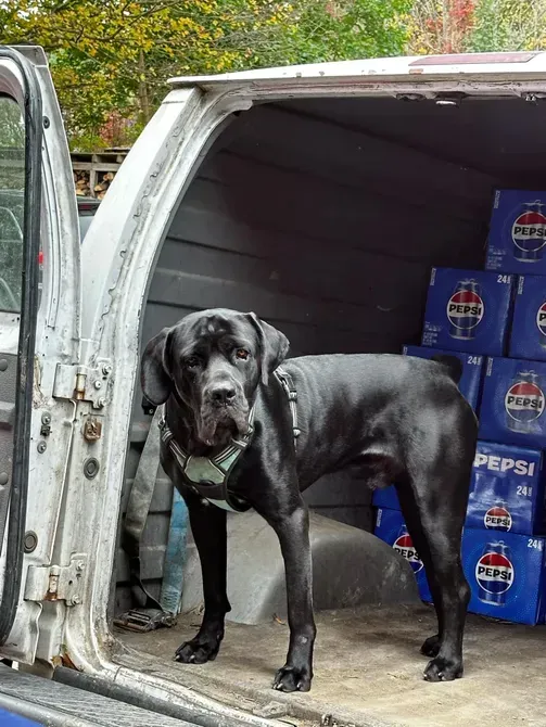A black dog is standing in the back of a van filled with pepsi boxes.
