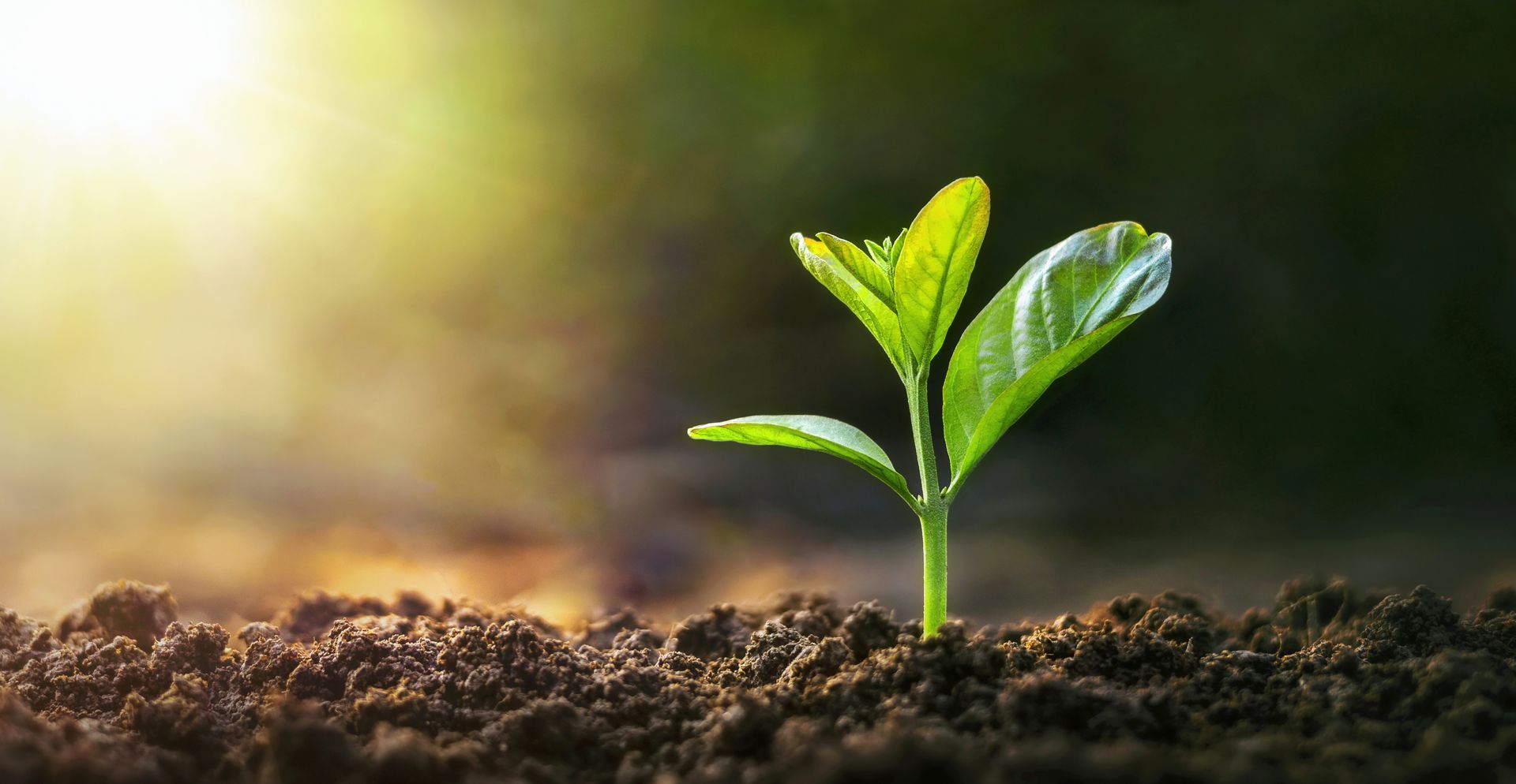 A small plant is growing out of the soil.