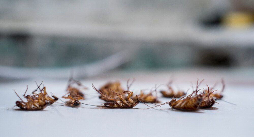 A Bunch of Cockroaches Are Laying on a White Surface — Rozken Pest Control Services In Port Macquarie, NSW