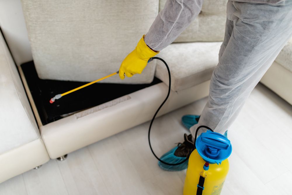 A Person is Spraying a Couch With a Spray Bottle — Rozken Pest Control Services In Port Macquarie, NSW