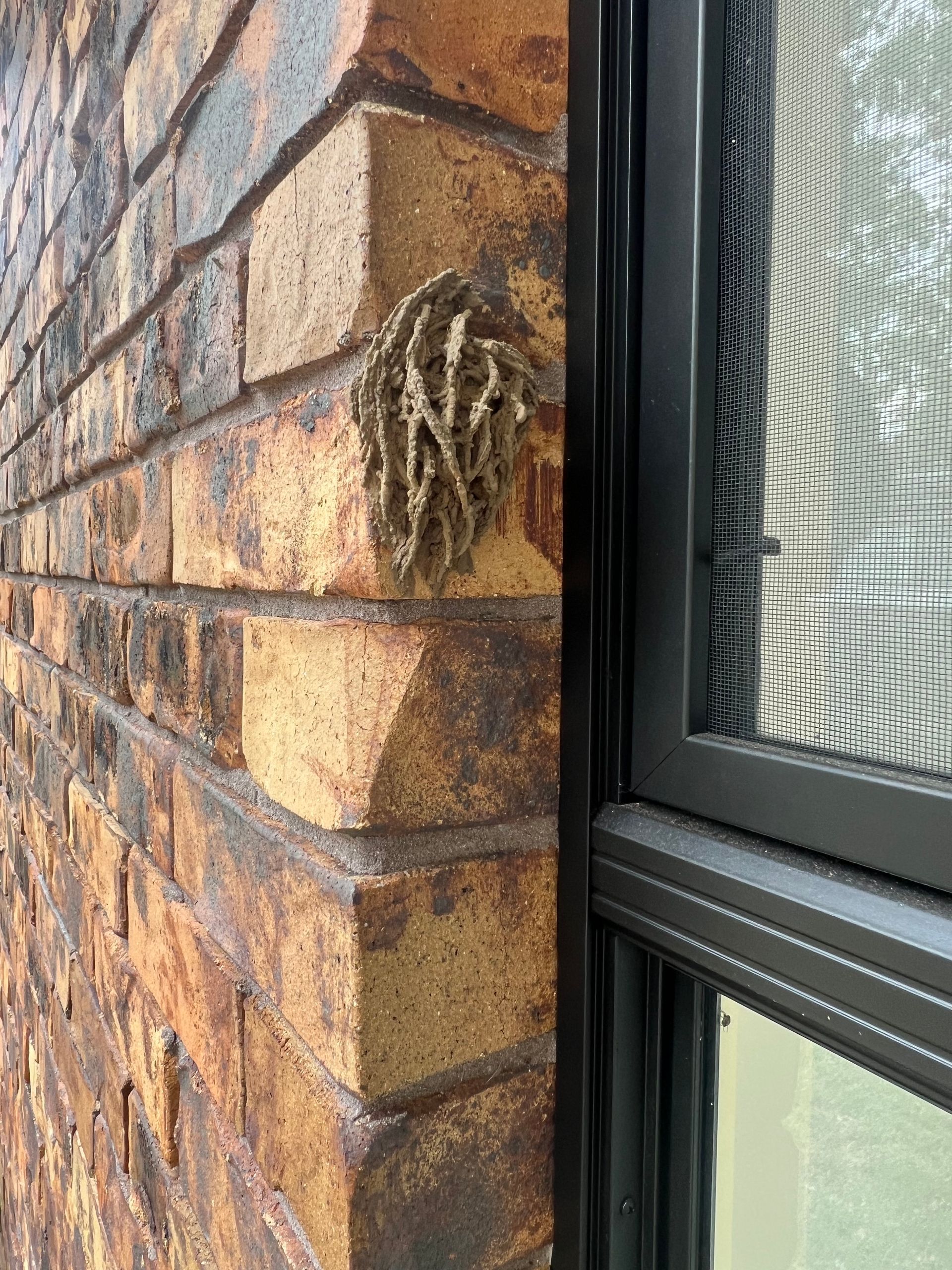 A Man in a White Suit and Blue Gloves is Standing on a Ladder — Rozken Pest Control Services In Port Macquarie, NSW