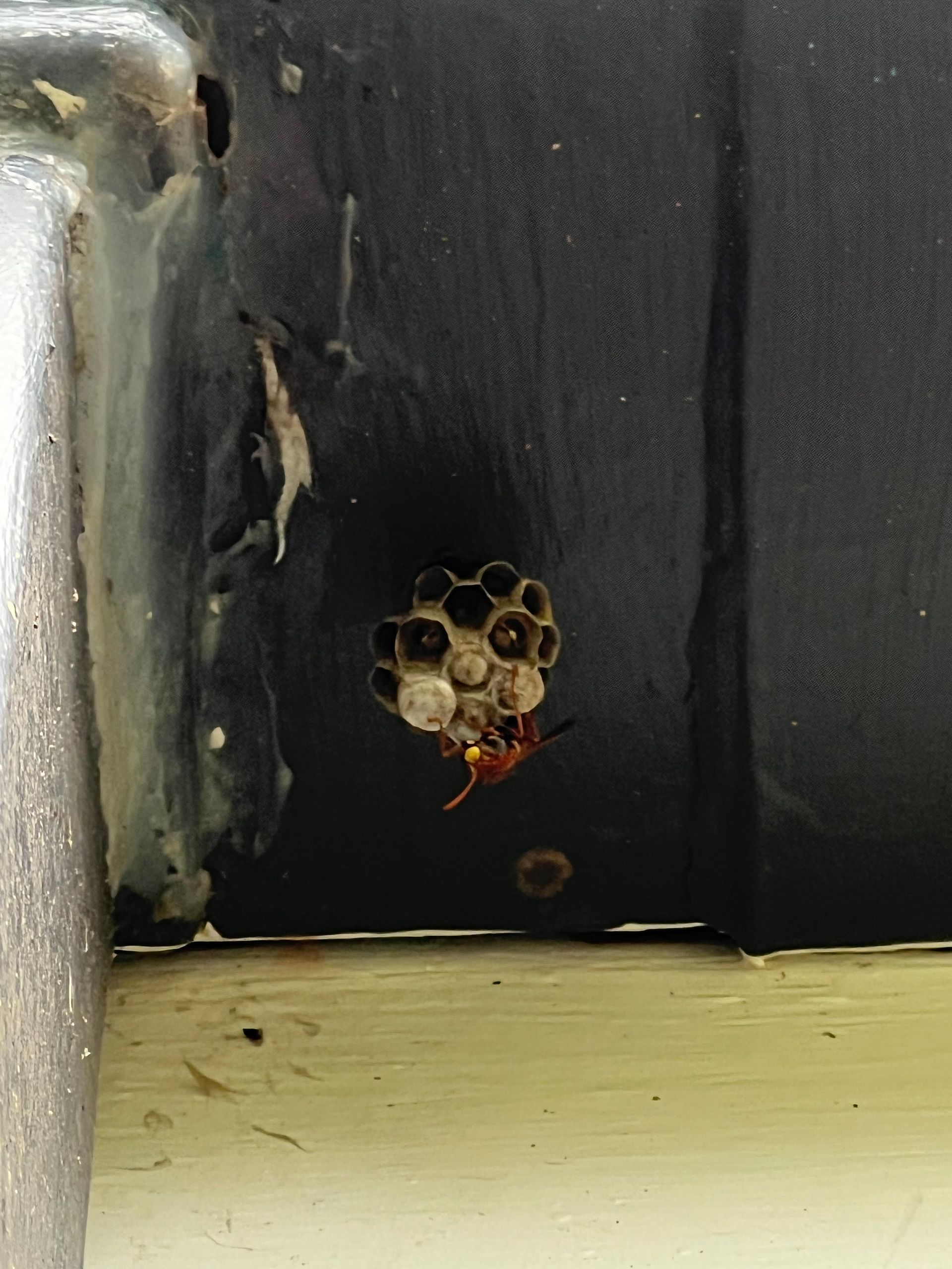 Wasp perched on a small, hexagonal nest attached to a dark, angular surface.