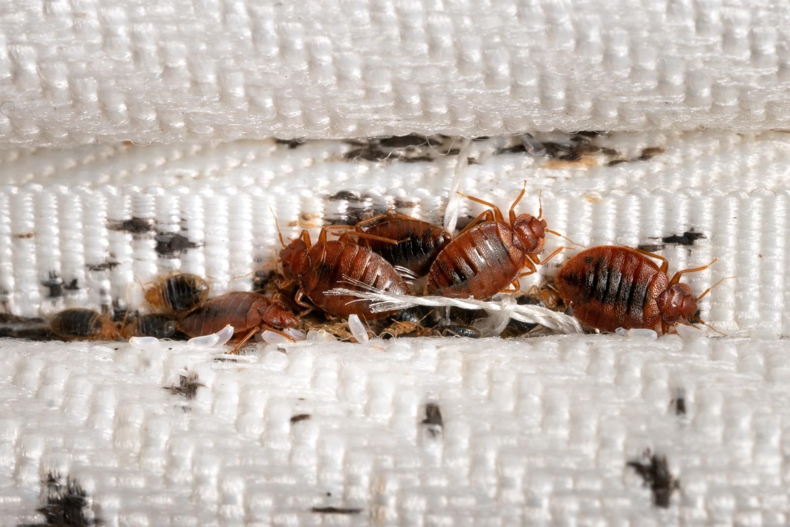 A Bunch of Bed Bugs Are Crawling on a White Blanket — Rozken Pest Control Services In Port Macquarie, NSW