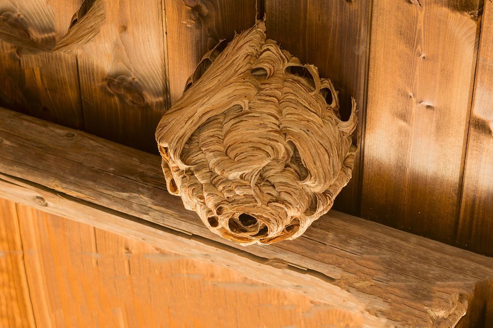 A Wasp Nest is Hanging From the Ceiling of a Wooden Building — Rozken Pest Control Services In Port Macquarie, NSW