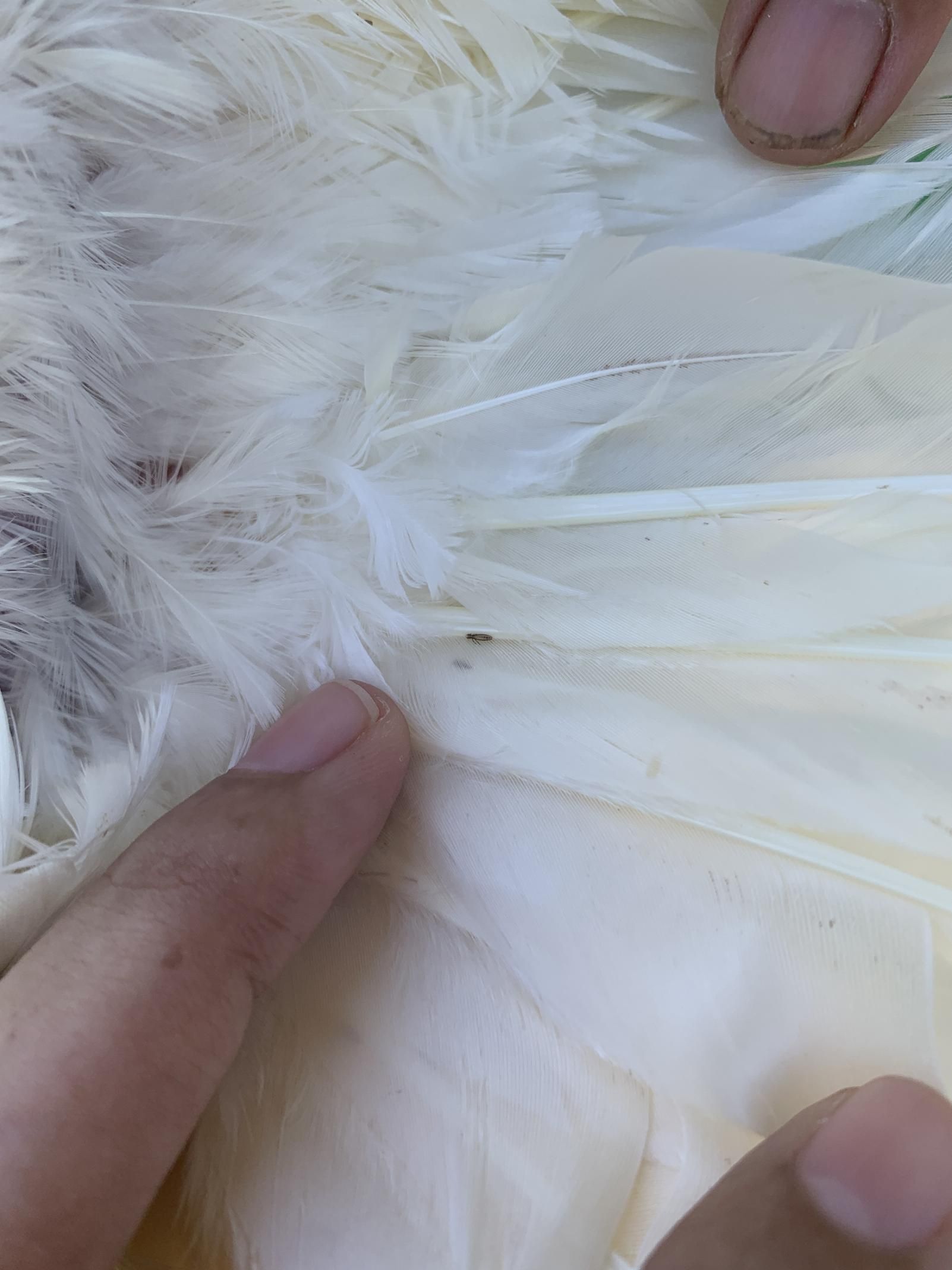 A Person is Holding a White Feather With a Bug on It — Rozken Pest Control Services In Port Macquarie, NSW