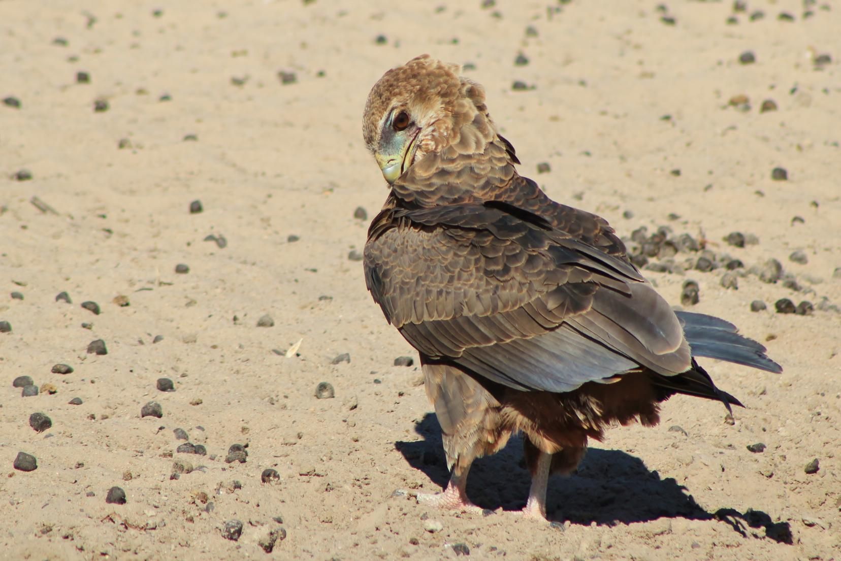 A Bird is Standing on a Sandy Surface — Rozken Pest Control Services In Port Macquarie, NSW