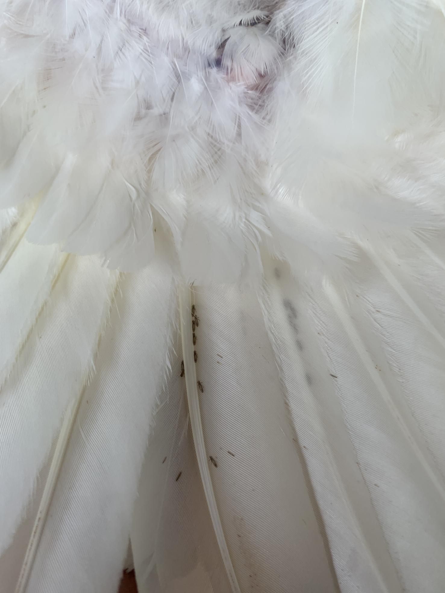 A Close Up of a White Feather With Ants on It — Rozken Pest Control Services In Lake Cathie, NSW