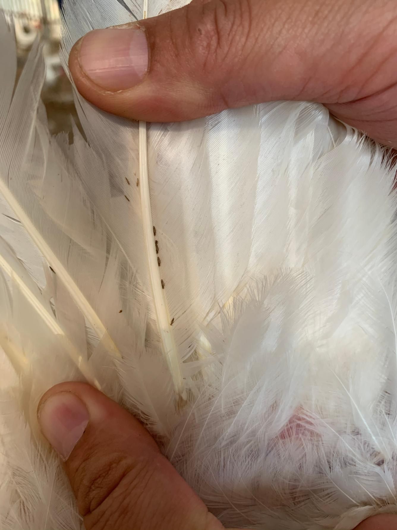 A Person is Holding a White Feather in Their Hand — Rozken Pest Control Services In Port Macquarie, NSW