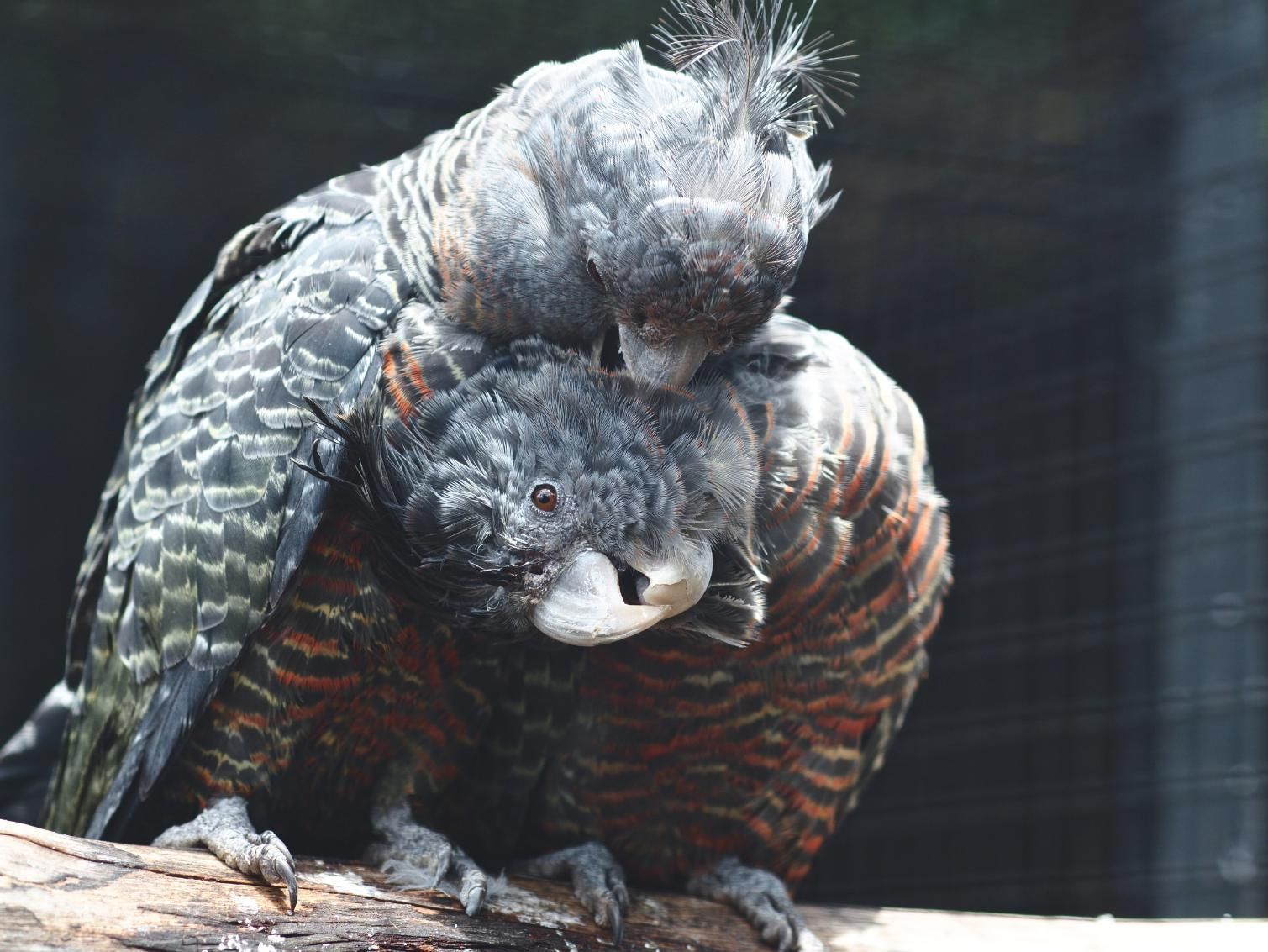 A Couple of Birds Are Sitting on a Tree Branch — Rozken Pest Control Services In Port Macquarie, NSW