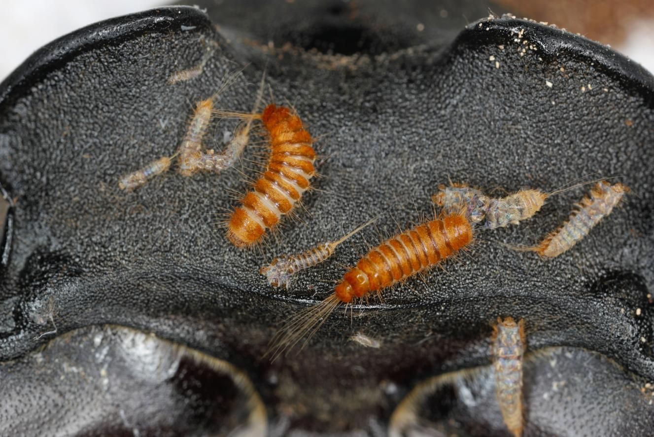 A Close Up of a Bug on a Black Surface — Rozken Pest Control Services In Port Macquarie, NSW