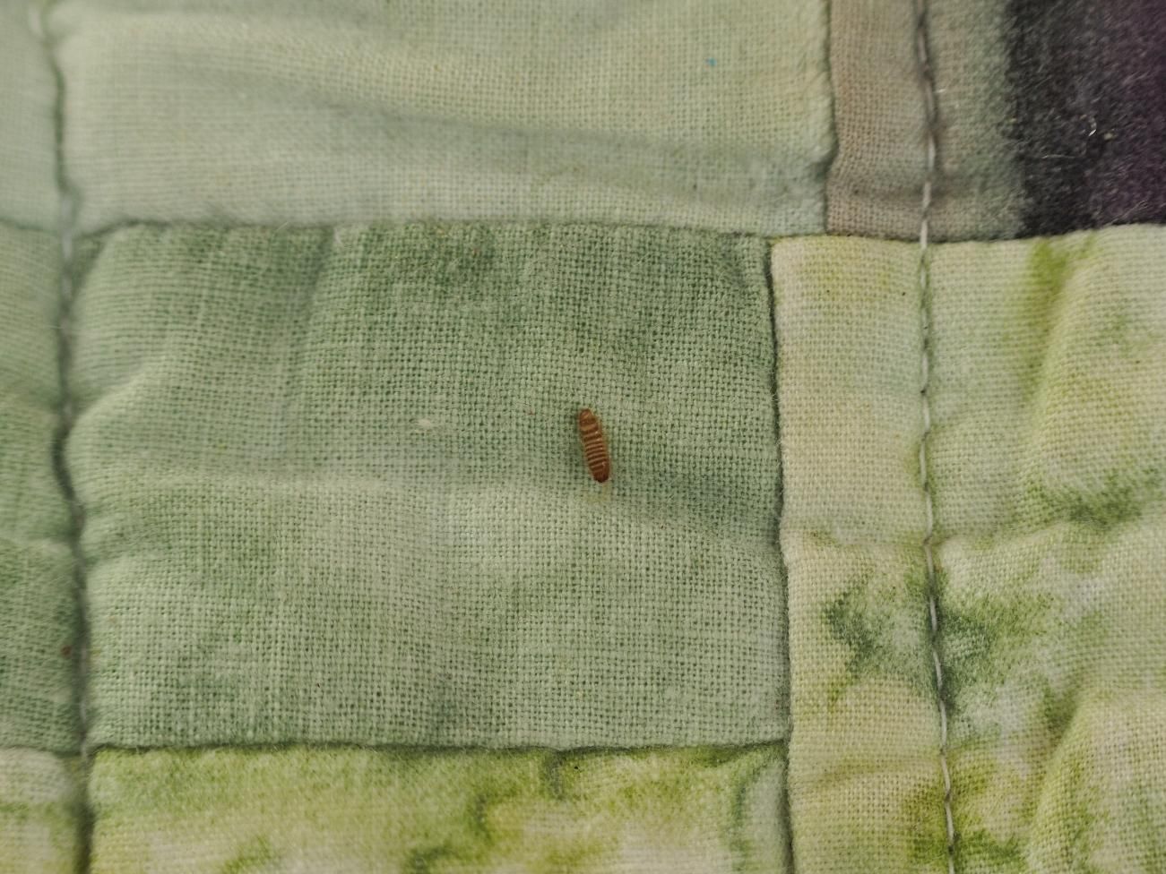 A Small Bug is Crawling on a Piece of Green and White Fabric — Rozken Pest Control Services In Kendall, NSW