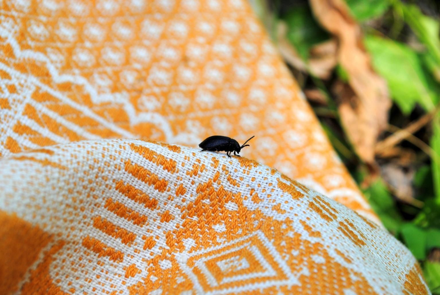 A Black Bug is Sitting on Top of a Yellow and White Blanket — Rozken Pest Control Services In Port Macquarie, NSW