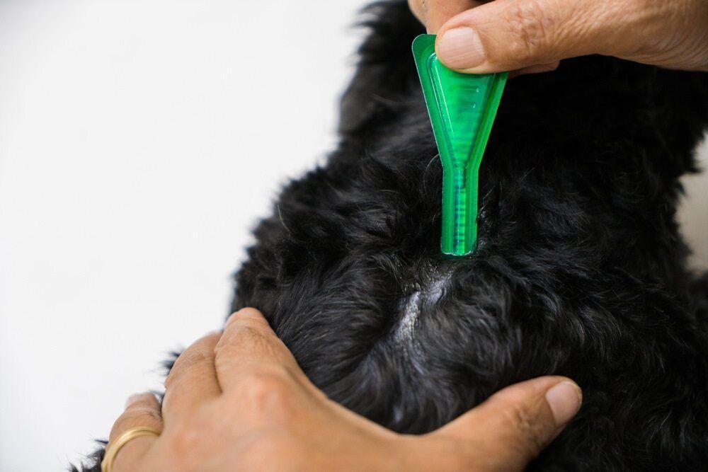 A Person is Applying a Flea Treatment to a Black Dog — Rozken Pest Control Services In Port Macquarie, NSW