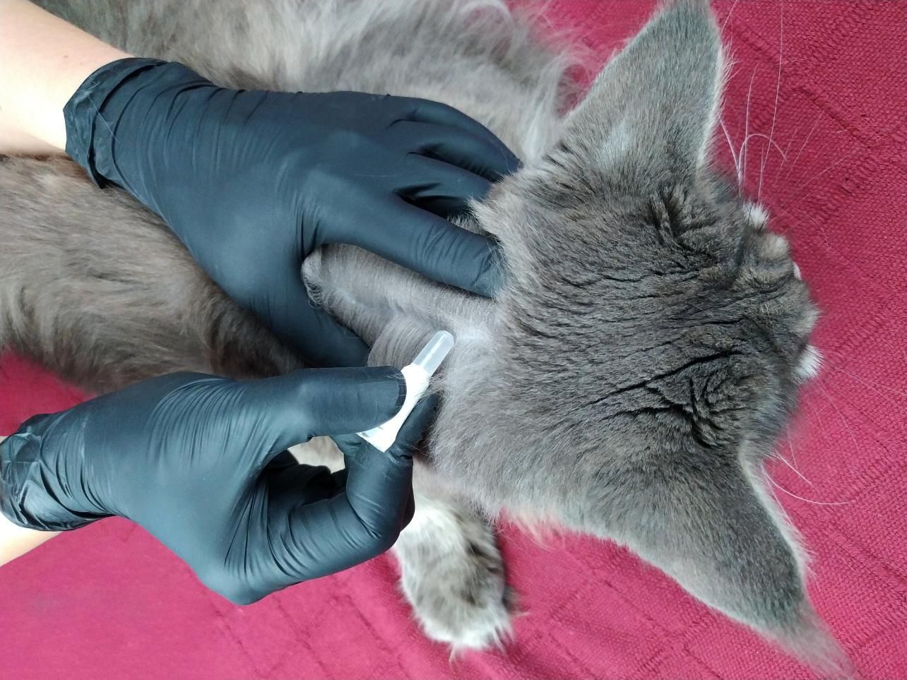 A Person Wearing Black Gloves is Cleaning a Cat 's Ear — Rozken Pest Control Services In Port Macquarie, NSW