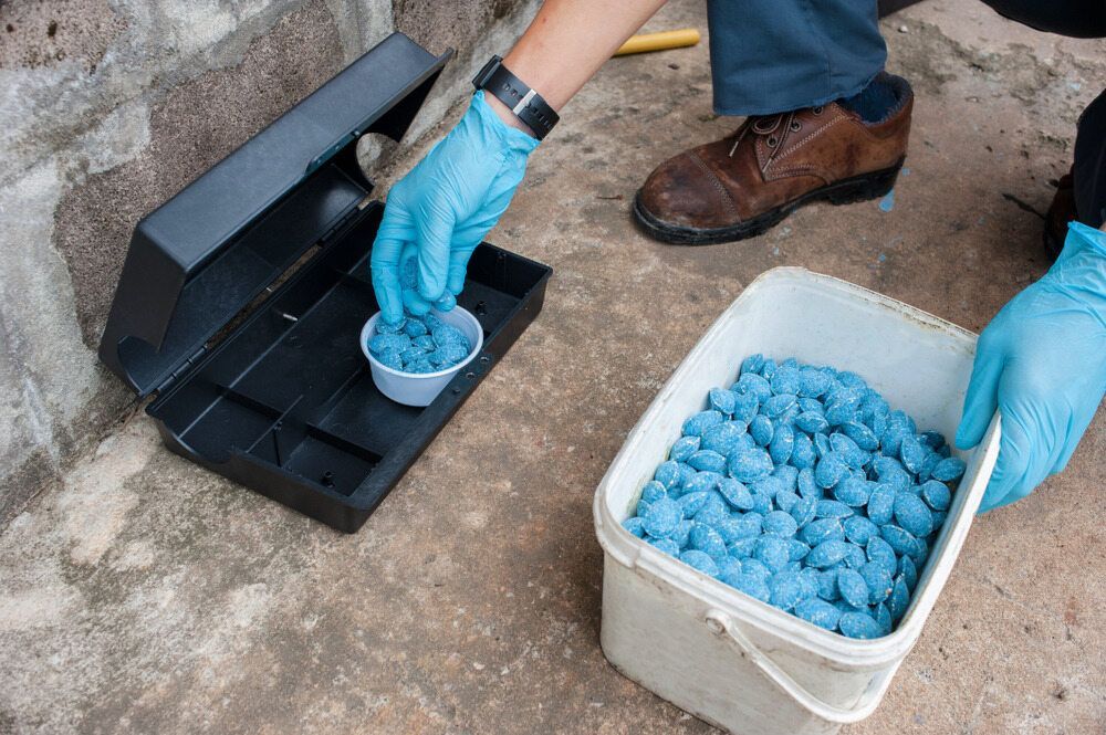 A Person Wearing Blue Gloves is Putting Blue Pills Into a Mouse Trap — Rozken Pest Control Services In Laurieton, NSW
