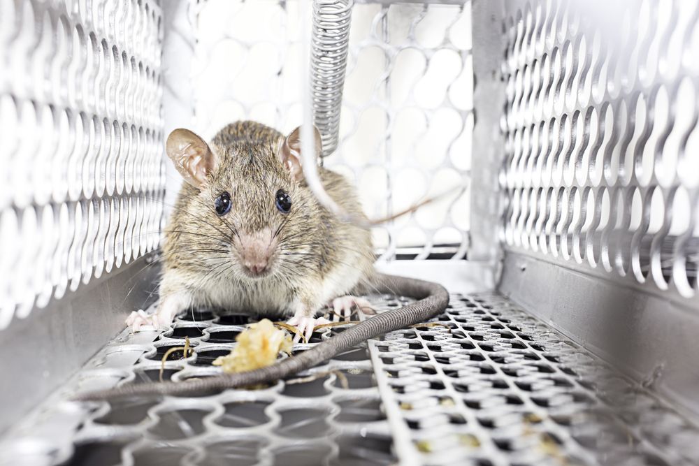 A Mouse is Sitting in a Cage With a Piece of Food — Rozken Pest Control Services In Port Macquarie, NSW