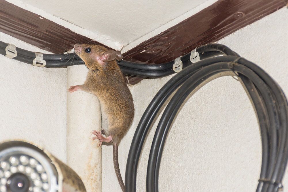 A Mouse is Sitting on Top of a Pipe Next to Wires — Rozken Pest Control Services In Port Macquarie, NSW