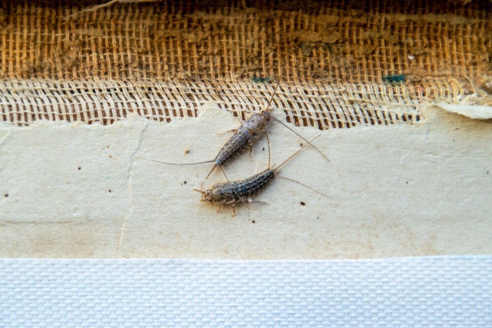Two Silverfish Are Sitting on a Piece of Paper — Rozken Pest Control Services In Port Macquarie, NSW