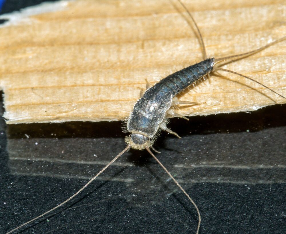 A Silverfish is Sitting on a Piece of Wood — Rozken Pest Control Services In Port Macquarie, NSW