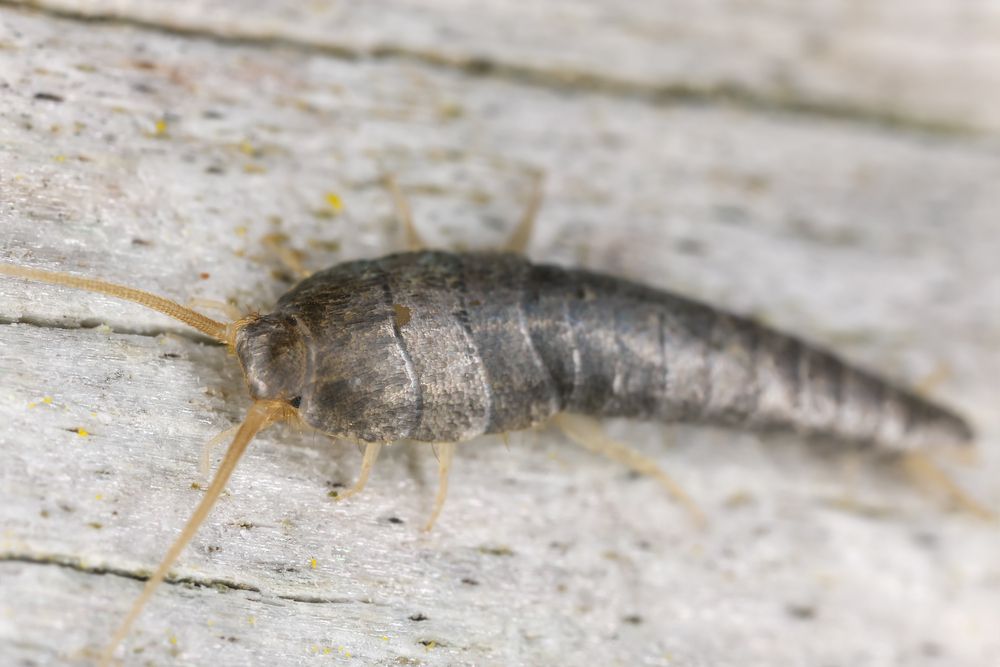 A Silverfish is Crawling on a Piece of Wood — Rozken Pest Control Services In Beechwood, NSW