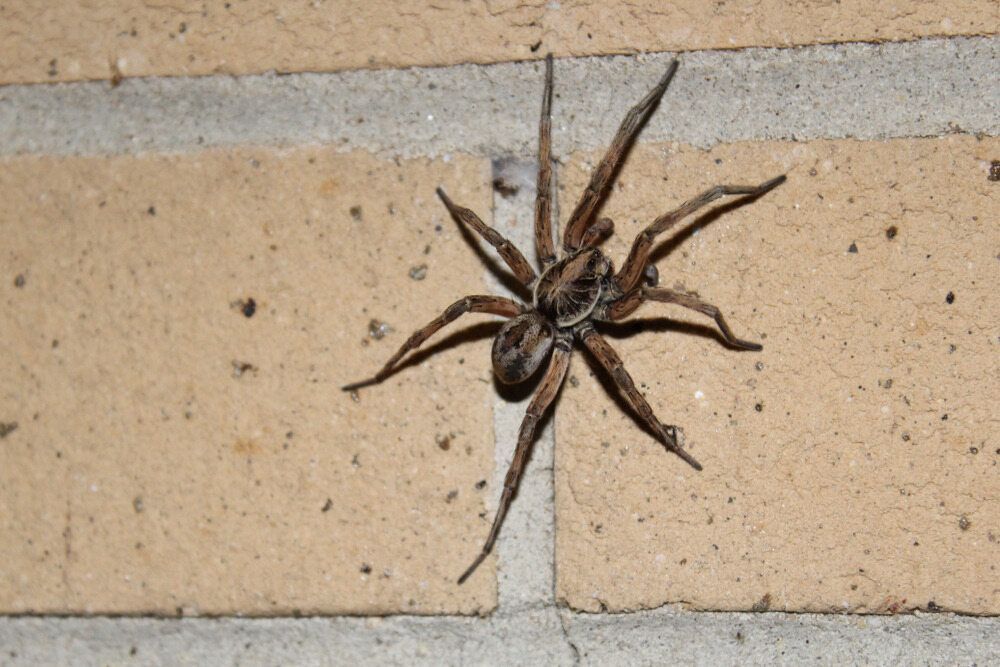 A Large Spider is Sitting on a Brick Wall — Rozken Pest Control Services In Port Macquarie, NSW