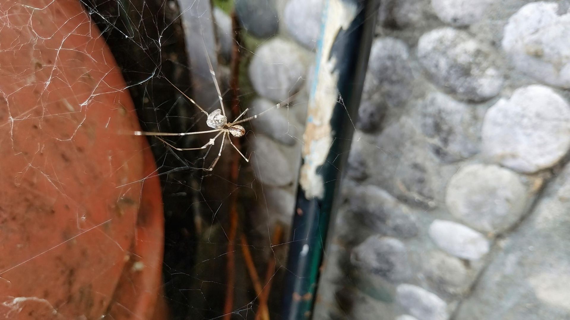 A Spider is Sitting on a Rock Next to a Pipe — Rozken Pest Control Services In Kendall, NSW