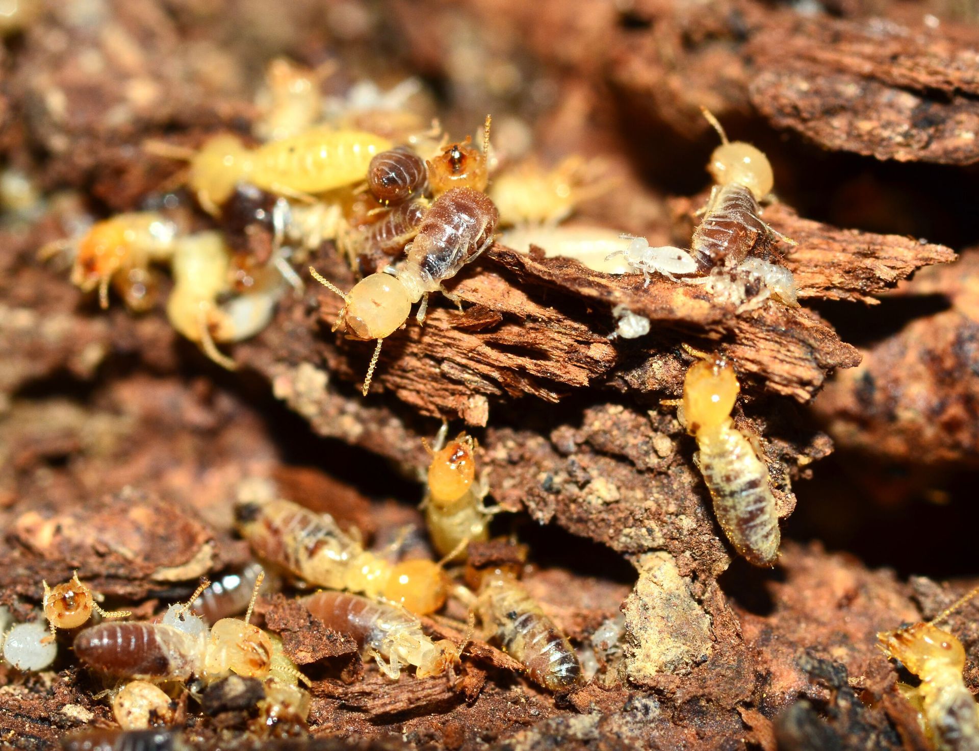 A Group of Termites Are Crawling on a Piece of Wood — Rozken Pest Control Services In Port Macquarie, NSW