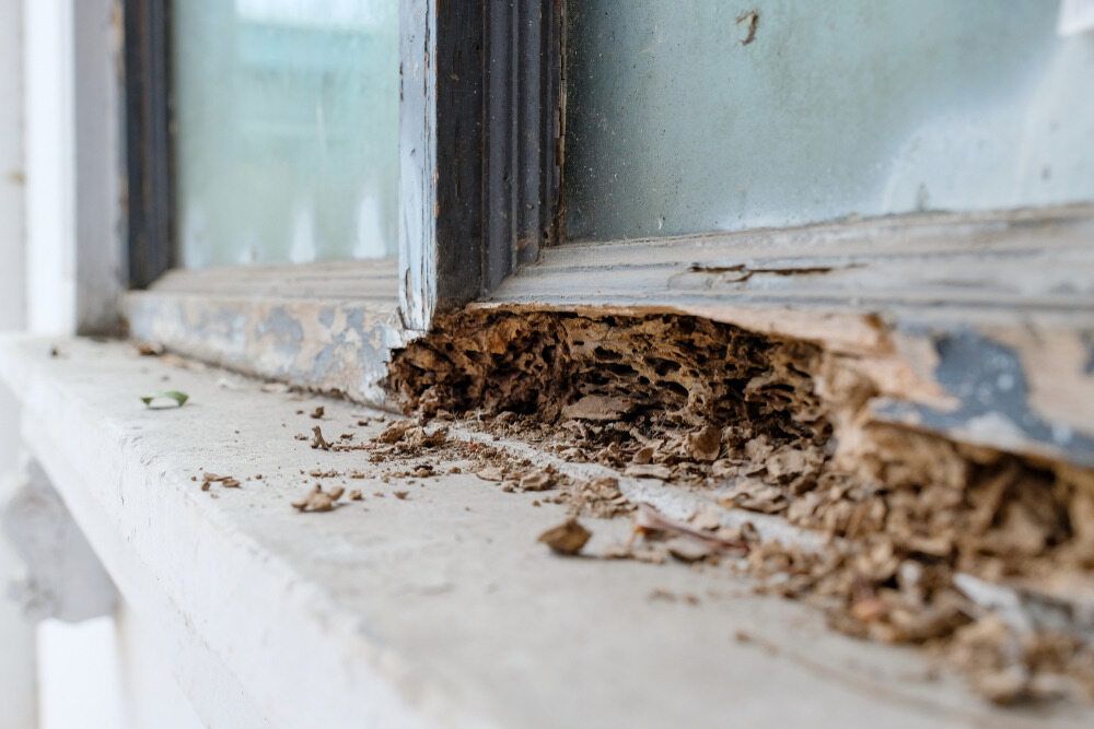 Termites Are Eating the Wood of a Window Sill — Rozken Pest Control Services In Port Macquarie, NSW