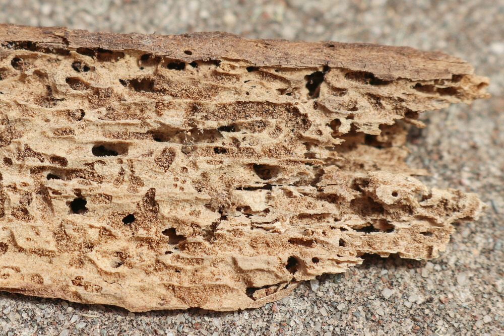 A Piece of Wood That Has Been Eaten by Termites — Rozken Pest Control Services In Port Macquarie, NSW