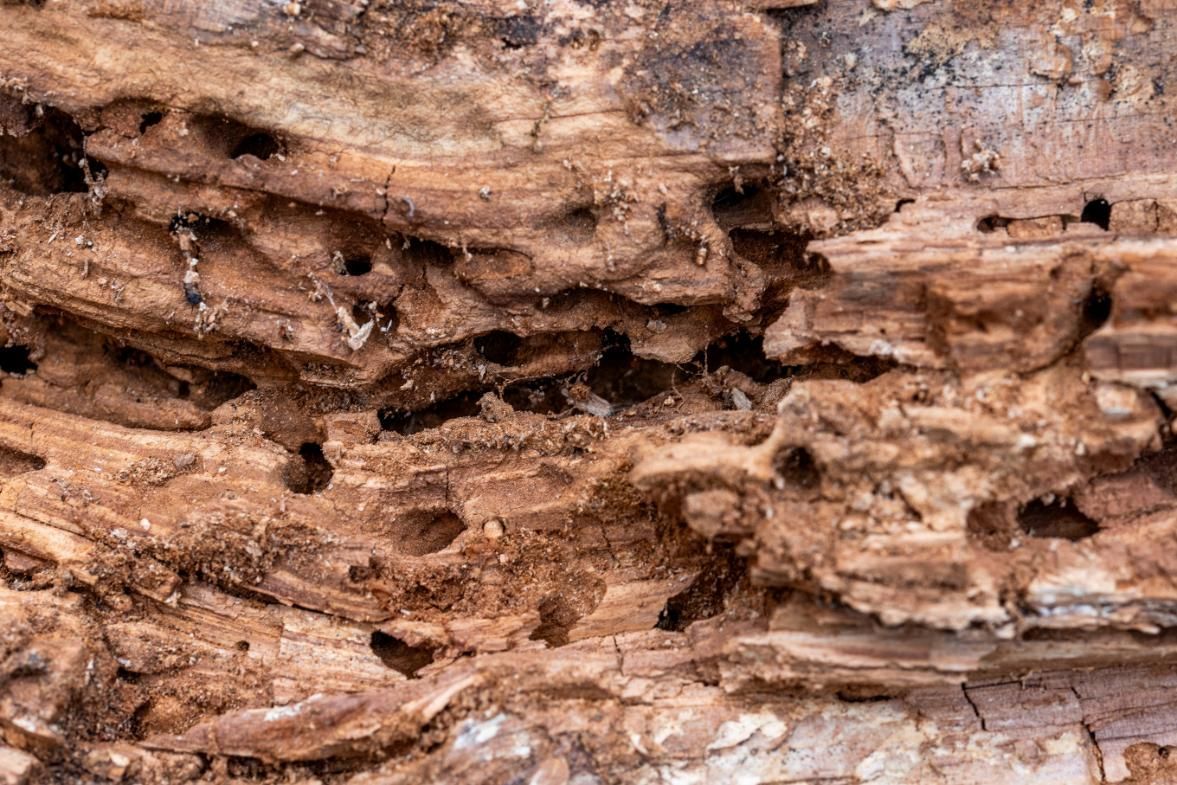 A Close Up of a Piece of Wood With Holes in It — Rozken Pest Control Services In Port Macquarie, NSW