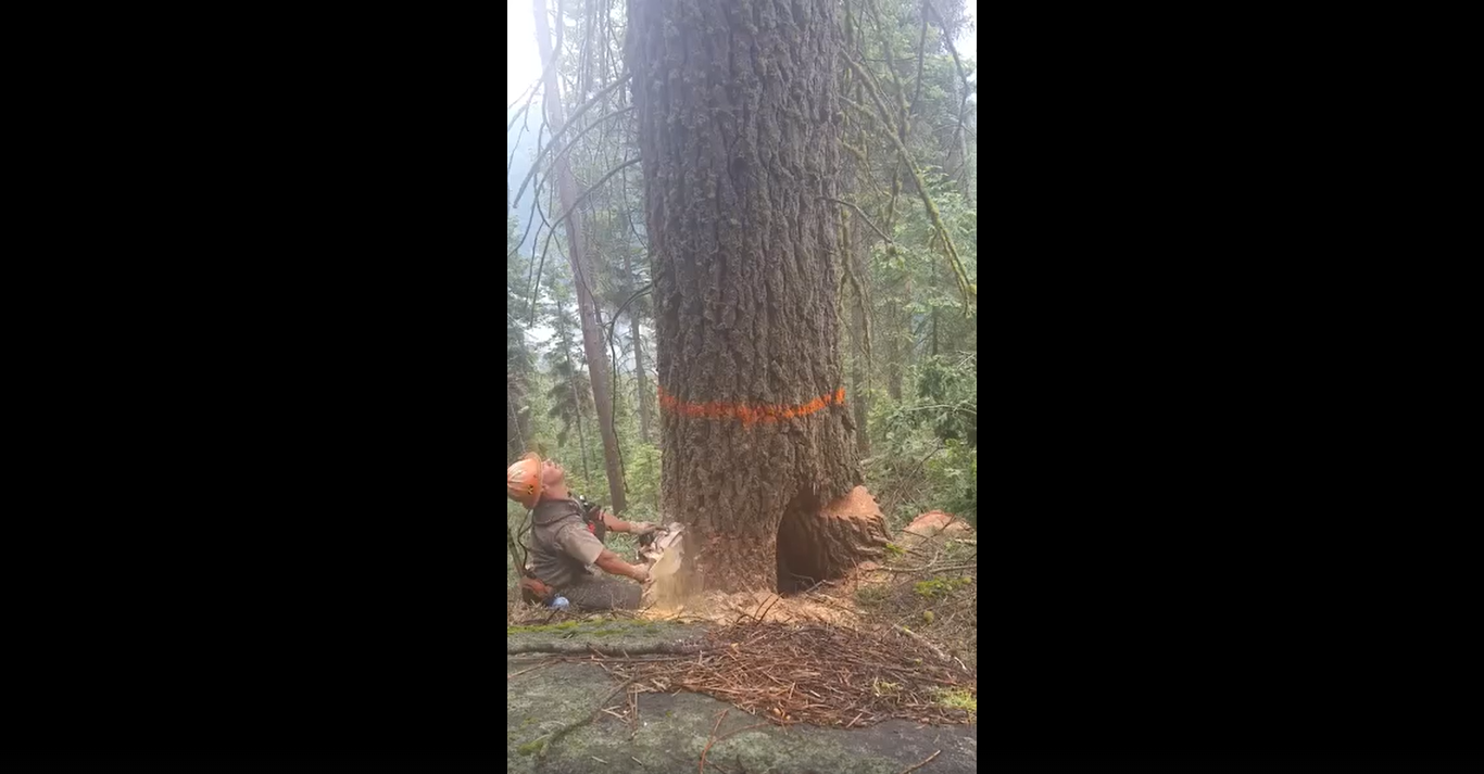 🌳🚫 Dangers of Improper Tree Cutting: A Guide to Safe Practices 🚫🌳