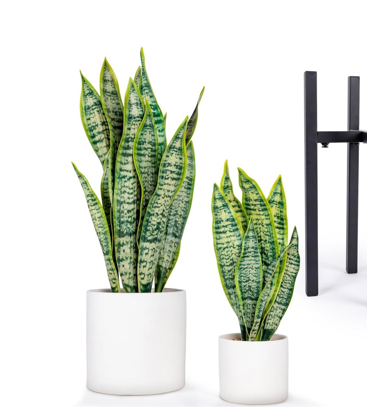 Sansevieria